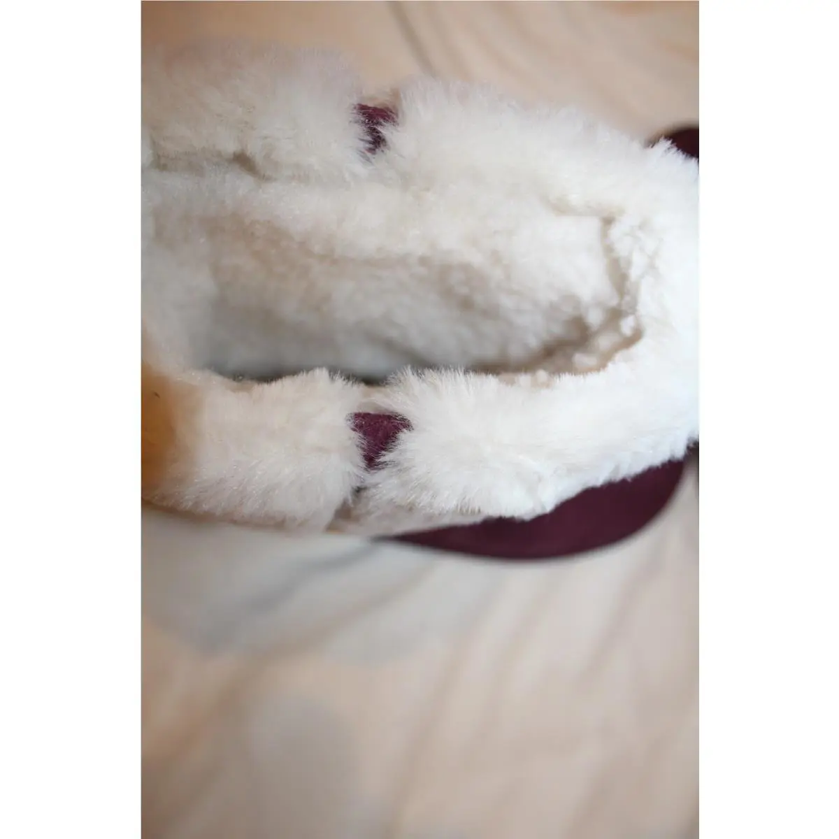 UGG shoes - BURGUNDY RED 3