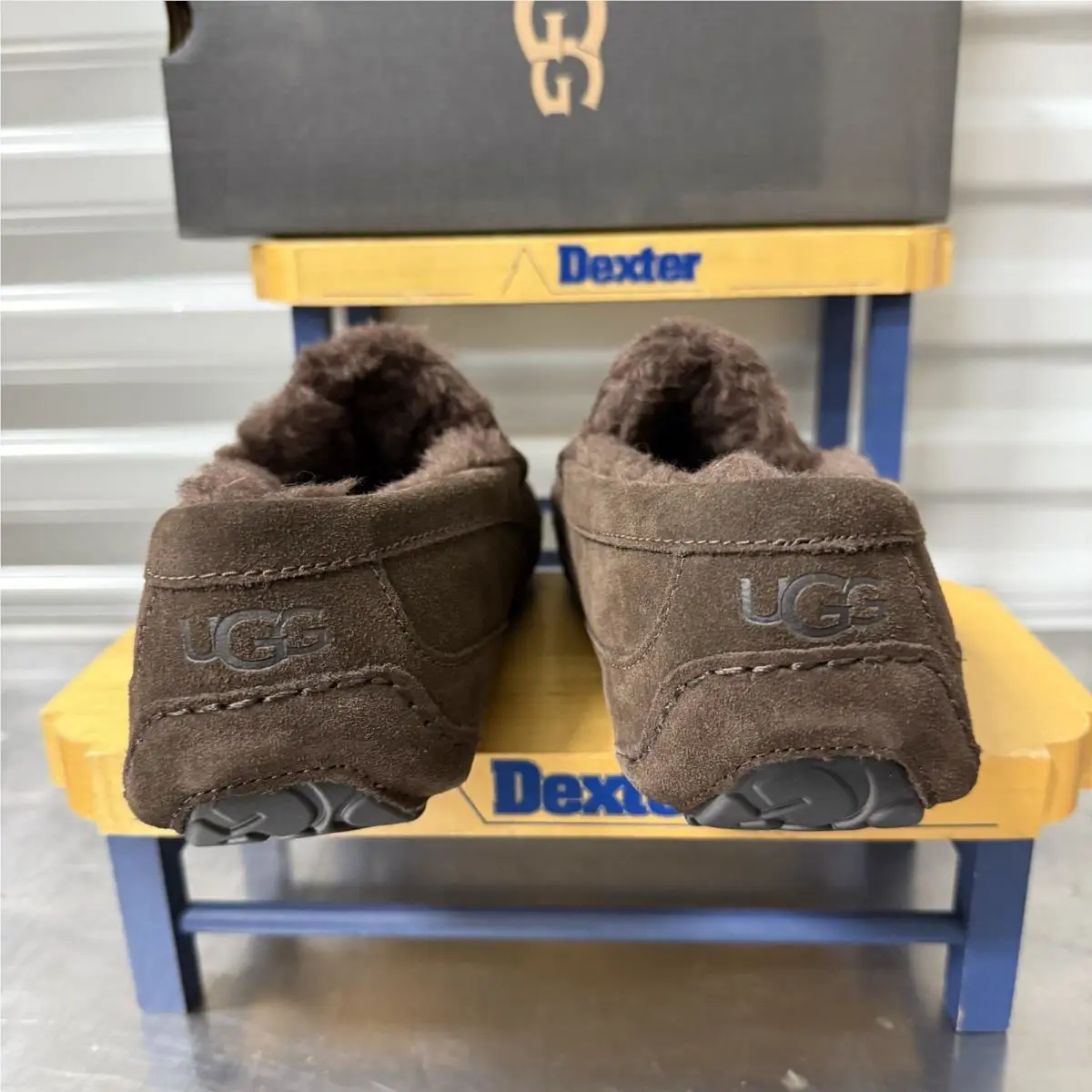 UGG shoes - UGG ASCOT DUSTED - ASCOT DUSTED - DUSTED COCOA 6