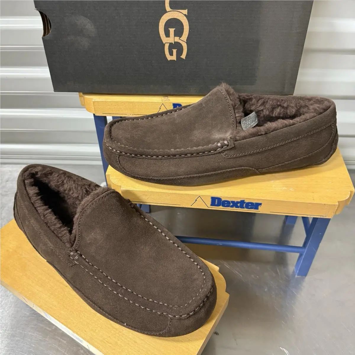 UGG shoes - UGG ASCOT DUSTED - ASCOT DUSTED - DUSTED COCOA 11