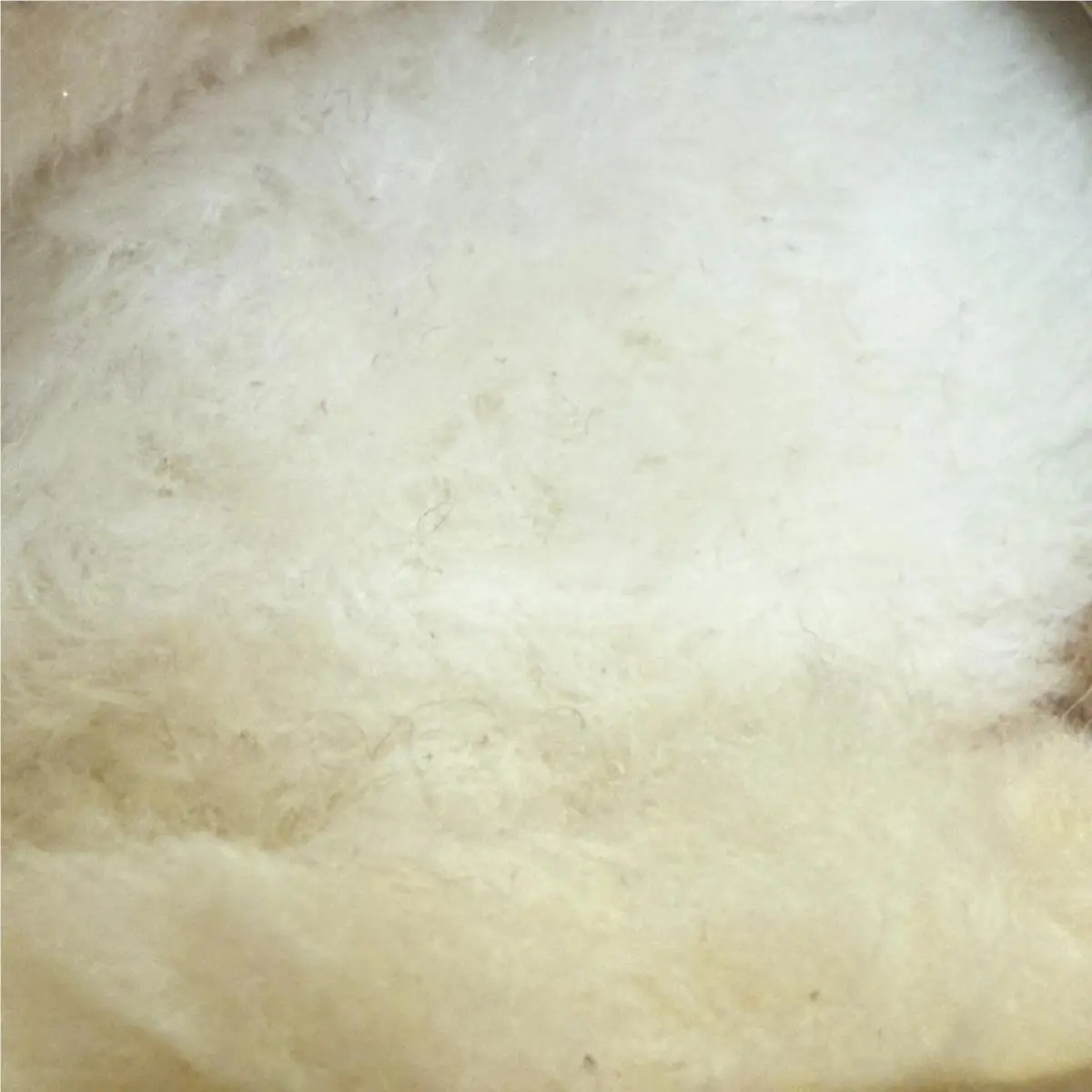 UGG shoes - Ugg Tasman - Tasman - Beige (UPC: 0737872992859) 6