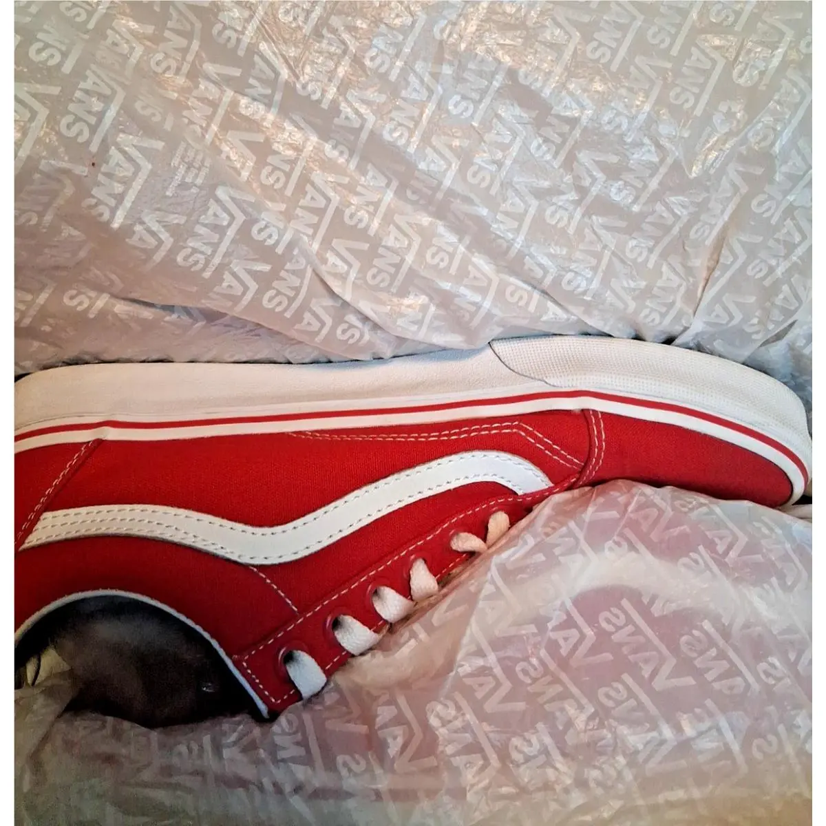 Vans shoes - VANS Ward - Ward - Red 4